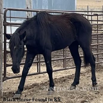 Black Horse Found in KS
